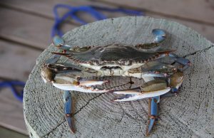 Il Granchio Blu: invasivo e terribile, vediamo perché