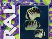 Coral Magazine, le farm di coralli europee e Recifathome
