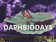 Daphbiodays sconto su Daphbio del 15% fino al 2 ottobre
