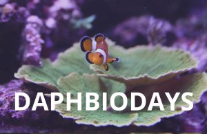 Daphbiodays sconto su Daphbio del 15% fino al 2 ottobre