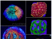 Eccezionale offerta da Recifathome: Maxi promo fino al 25%