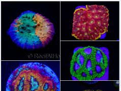 Eccezionale offerta da Recifathome: Maxi promo fino al 25%