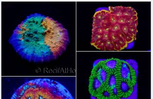 Eccezionale offerta da Recifathome: Maxi promo fino al 25%