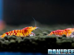 Caridine in concorso al PetsFestival: le vincitrici in foto e video 4K