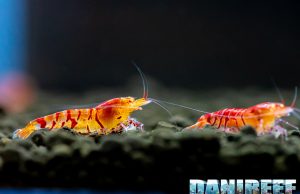 Caridine in concorso al PetsFestival: le vincitrici in foto e video 4K