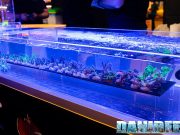 Cosa rivelano i parametri dell’acqua in una mostra di Coralli