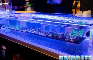 Cosa rivelano i parametri dell’acqua in una mostra di Coralli