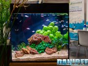 Acquario dolce o marino? Guida alla scelta per principianti – vol.1