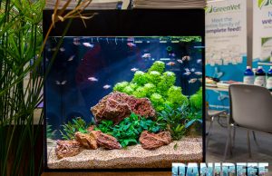 Acquario dolce o marino? Guida alla scelta per principianti – vol.1