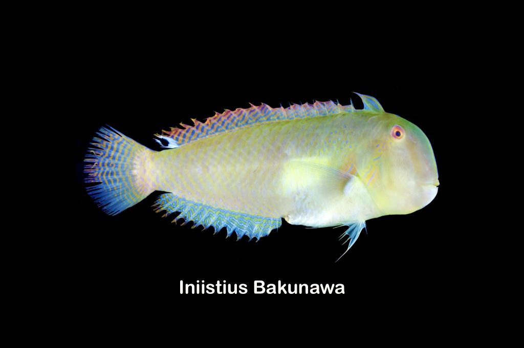 Iniistius bakunawa
