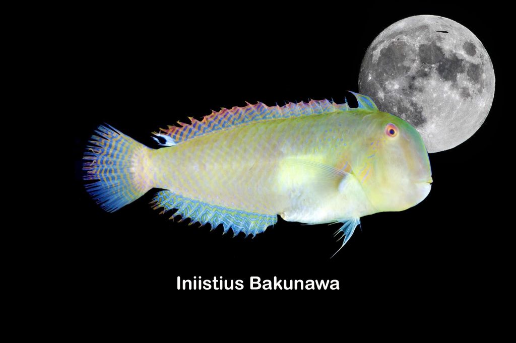 Iniistius bakunawa: il Drago mangiatore di lune