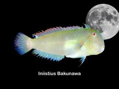 Iniistius bakunawa: scoperto il pesce Drago mangiatore di lune