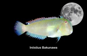 Iniistius bakunawa: scoperto il pesce Drago mangiatore di lune