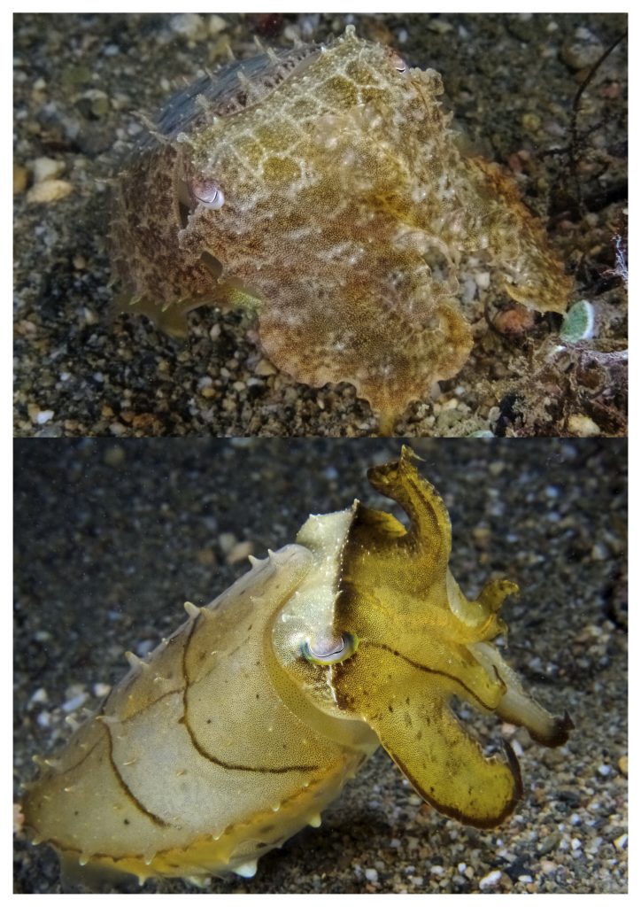 Sepia latimanus mollusco camaleonte per Eccellenza