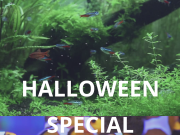 Halloween Special l’ultima offerta di Daphbio