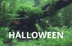 Halloween Special l’ultima offerta di Daphbio