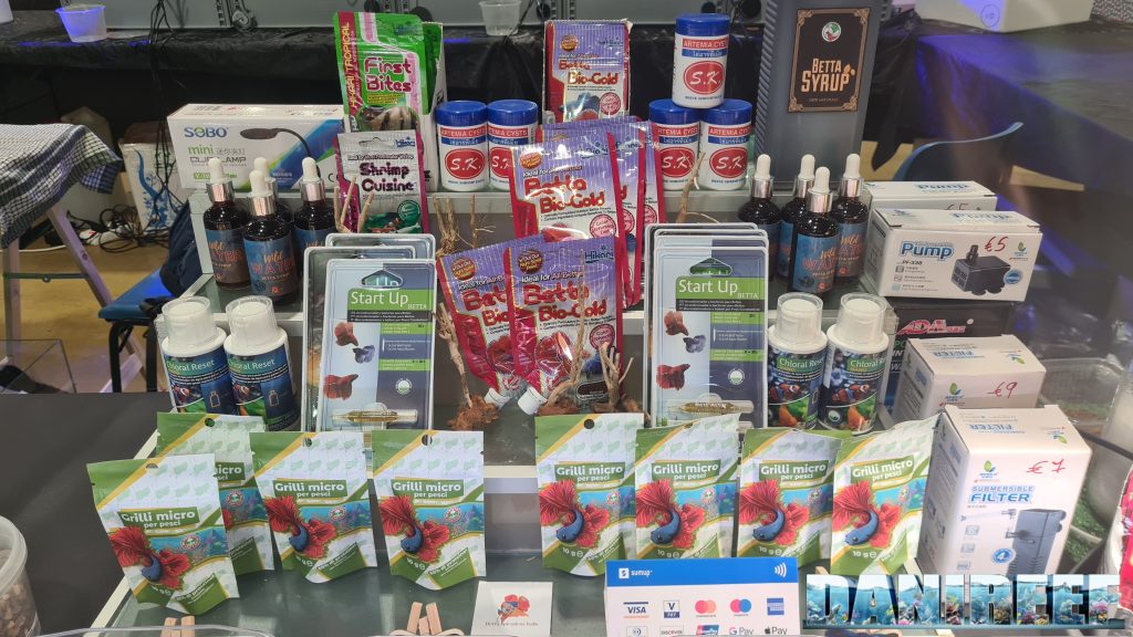 Betta splendens Italia