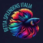 Betta splendens Italia
