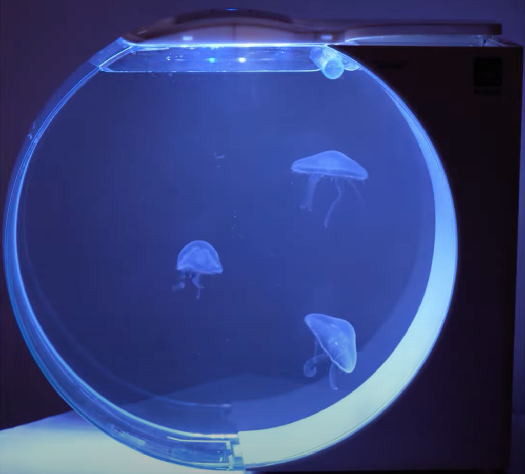 Kreisel il piccolo acquario per meduse
