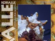 Gli acquari di comunità sono il focus della rivista Koralle Magazin 145