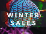 Saldi invernali Daphbio con sconto del 15%