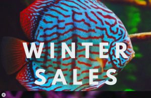 Saldi invernali Daphbio con sconto del 15%