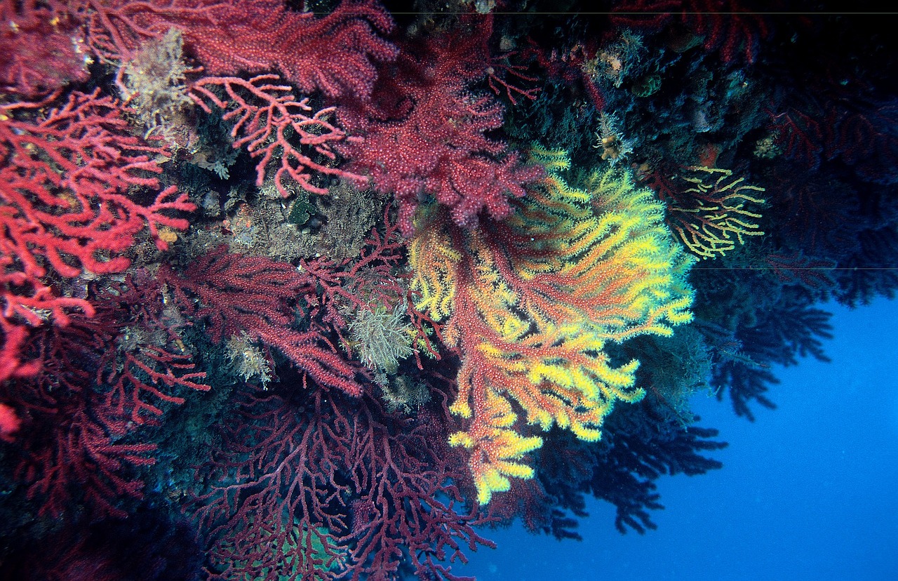 Gorgonie del mediterraneo, foto di Josè A. Moya