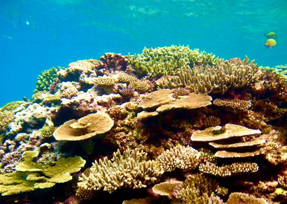 La Grande Barriera Corallina nel 2024: Uno Sguardo alla sua Vera Salute