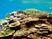 Finalmente riapre l’esportazione dei coralli dalle isole Fiji