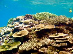 Finalmente riapre l’esportazione dei coralli dalle isole Fiji