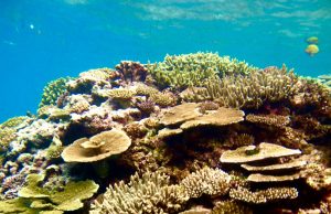 Finalmente riapre l’esportazione dei coralli dalle isole Fiji