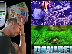 La crisi nel settore dell’acquariologia: nuove direzioni per difendersi