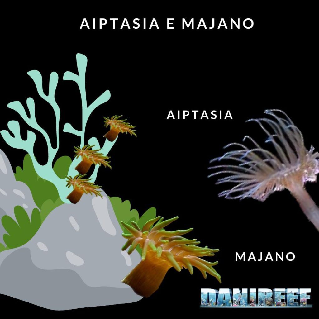 Rappresentazione dell'invasività di Aiptasia e Majano. Questi animali se lasiati indisturbati possono ricoprire rocce  e coralli. 