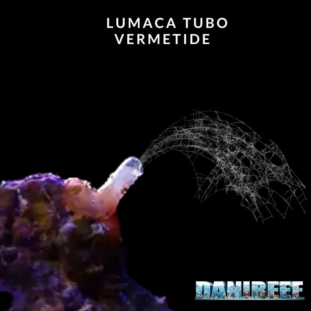 Le lumache dal tubo calcareo dette Vermetidi possono infastidire il muco e il derma dei coralli assottigliando questo strato protettivo