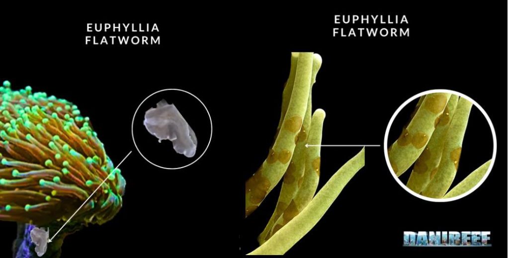 Foto a sinistra e a destra due tipi di vermi piatti che parassitano le Euphyllie