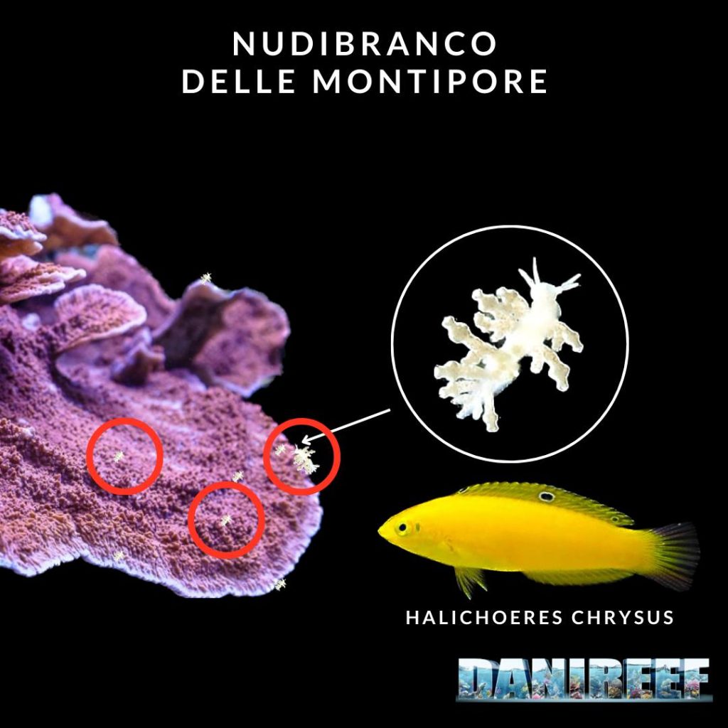 Nudibranchi che Mangiano Montipora