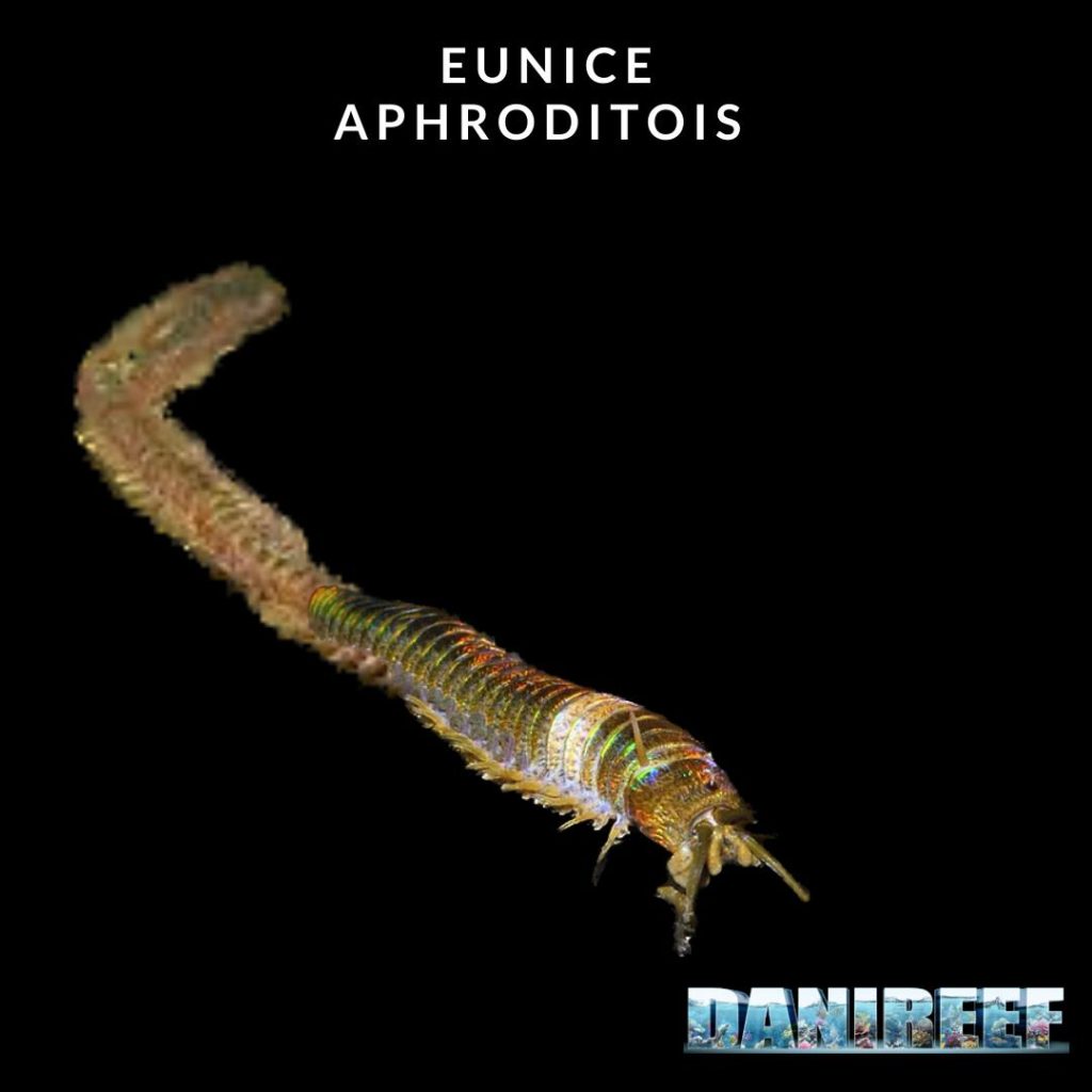 Eunice Aphroditois o Bobbie Worm può crescere sino a 2 metri di lunghezza predando anche piccoli pesci