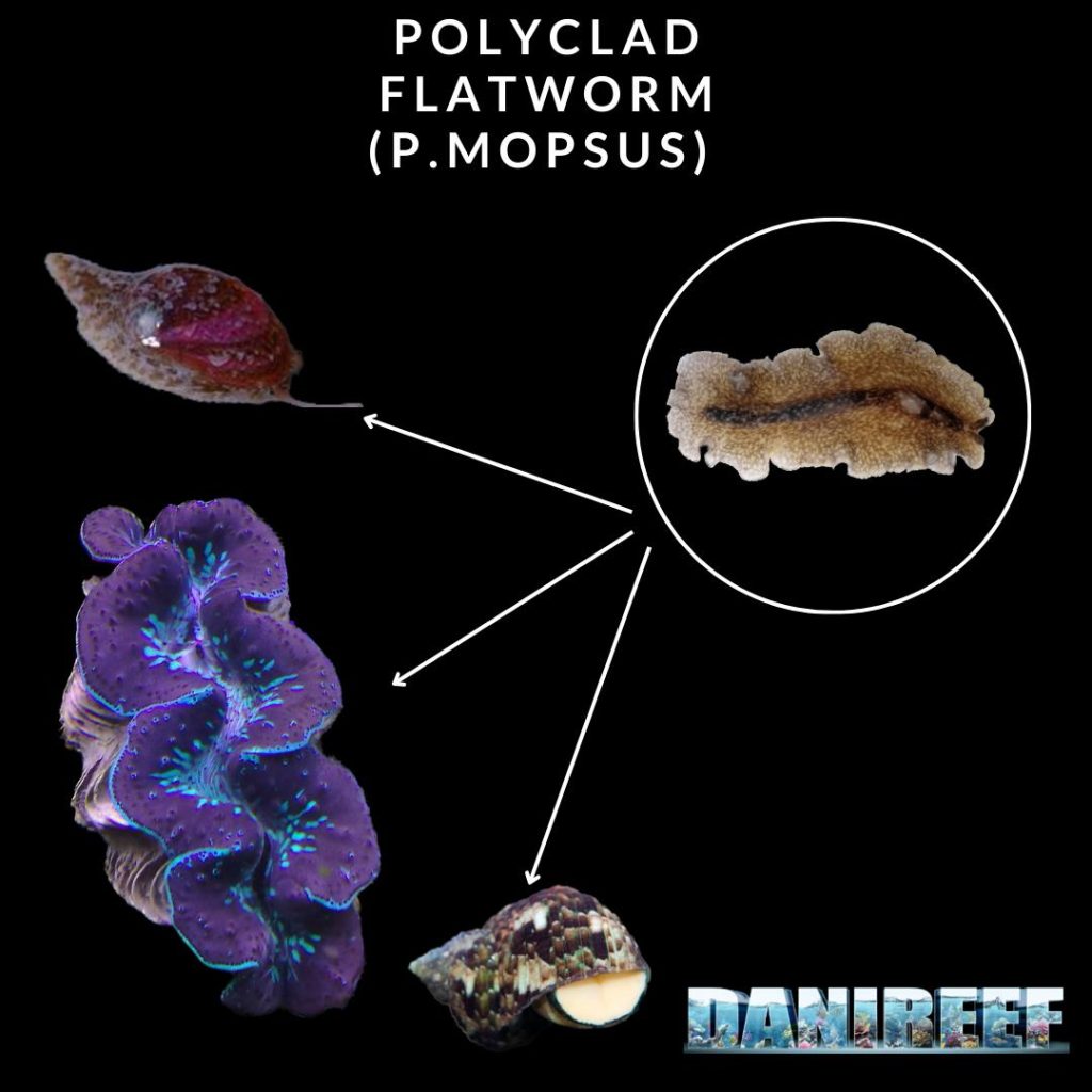 Un verme piatto di grandi dimesioni sino a 15 cm in grado di nutrirsi della linfa di molluschi di ogni specie con guscio e senza