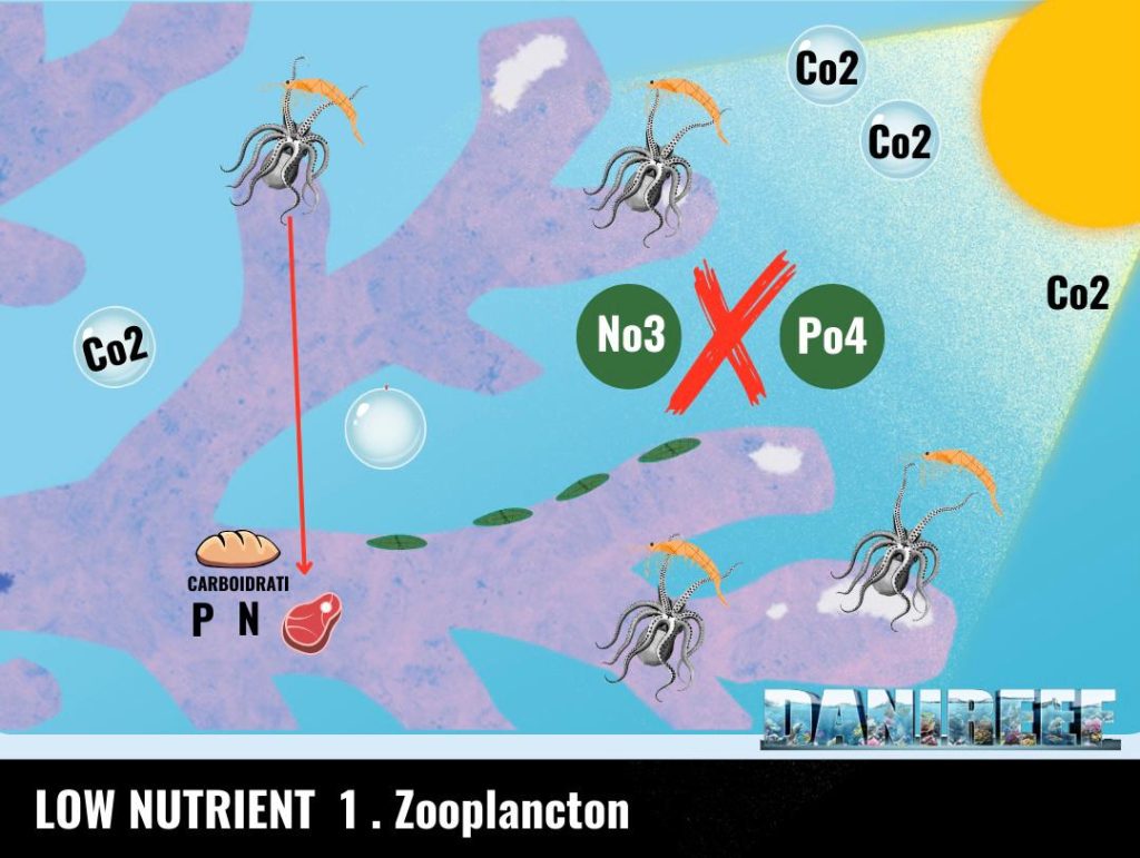 Alimentazione eterotrofa 1: Predazione dello zooplancton e del fitoplancton
