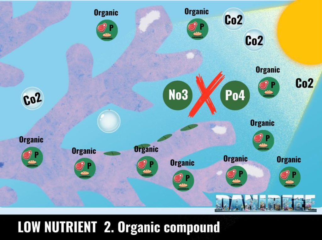 Alimentazione eterotrofa 2: Assunzione per pinocitosi di composti organici semplici. Trasporto attraverso il tessuto.