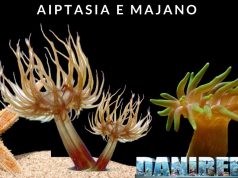 Gli Anemoni Aiptasia e Majano: Guida alla gestione parte 1 Aiptasia e majano