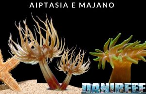 Gli Anemoni Aiptasia e Majano: Guida alla gestione parte 1 Aiptasia e majano