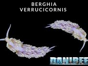Berghia verrucicornis: Il nudibranco che mangia Aiptasie berghia verrucicornis