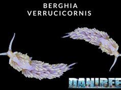 Berghia verrucicornis: Il nudibranco che mangia Aiptasie berghia verrucicornis
