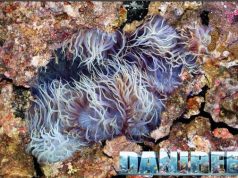 Anemoni Aiptasia e Majano: Crescita e proliferazione in Acquario anemoni