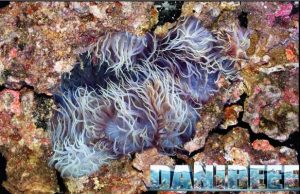 Anemoni Aiptasia e Majano: Crescita e proliferazione in Acquario anemoni