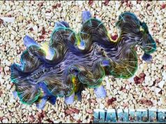 Tridacna Squamosina: Una nuova conchiglia dei Fondali Marini Tridacna