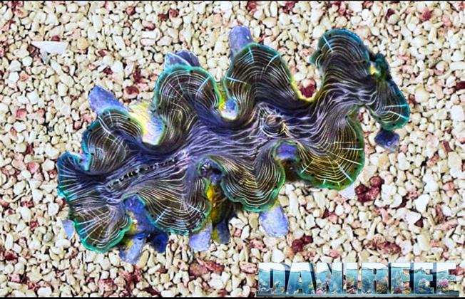 Tridacna Squamosina: Una nuova conchiglia dei Fondali Marini