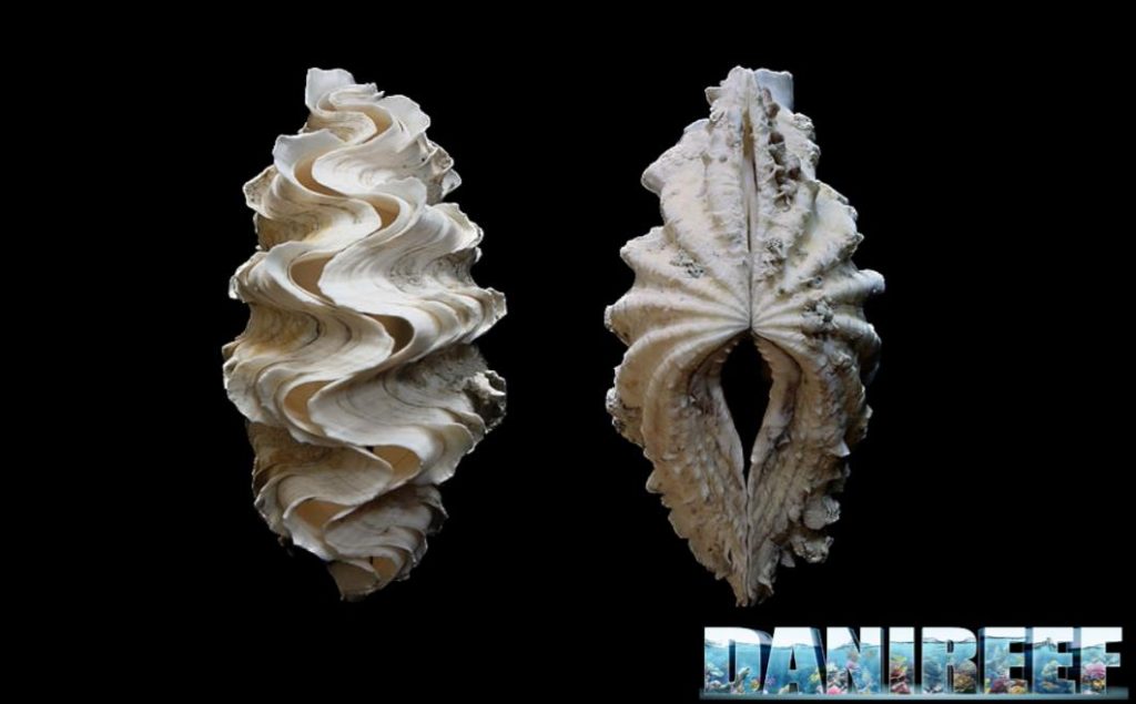 La conchiglia della T.Squamosina è molto simile a quella di T. Squamosa