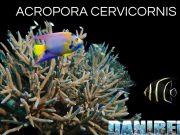Acropora Cervicornis, il Corallo a Corna di Cervo dei Caraibi Acropora cervicornis